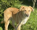 Собаки в Сергиеве Посаде: Мальта, девочка солнце! Девочка, 300 руб. - фото 2