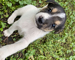 Собаки в Липецке: Щенок в добрые руки Мальчик, Бесплатно - фото 1