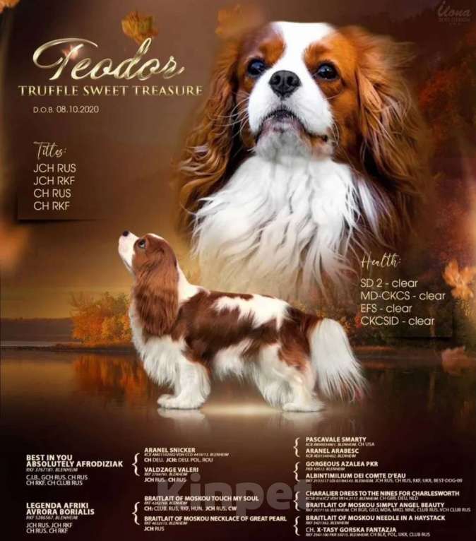 Собаки в Самаре: Вязка кавалер-кинг-чарльз-спаниель Мальчик, Бесплатно - фото 1