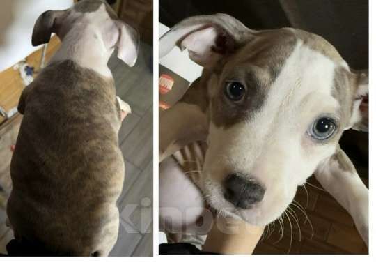 Собаки в Челябинске: Щенки АСТ Девочка, 12 000 руб. - фото 1