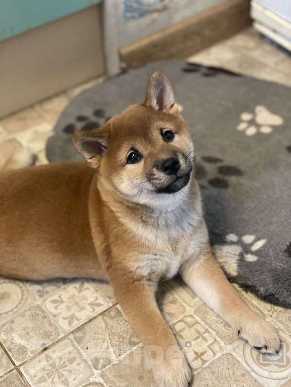 Собаки в Санкт-Петербурге: Щенок Сиба-Ину девочка Девочка, 70 000 руб. - фото 5