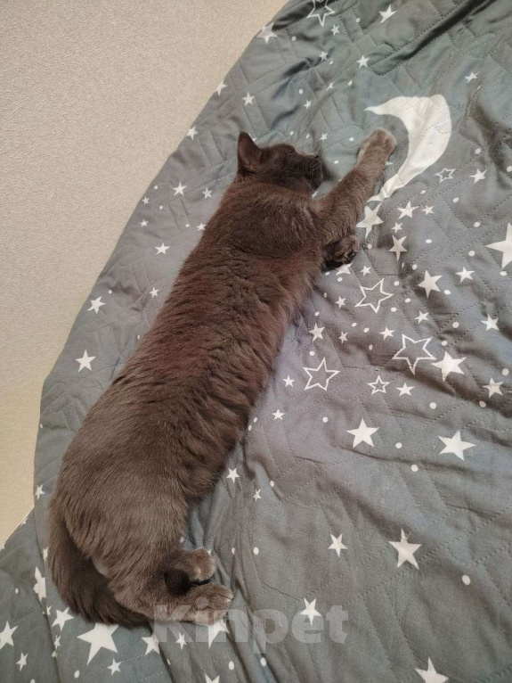 Кошки в Тамбове: Микки Мальчик, Бесплатно - фото 3