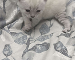 Кошки в Златоусте: Шотландский прямоухий  Девочка, 7 000 руб. - фото 3