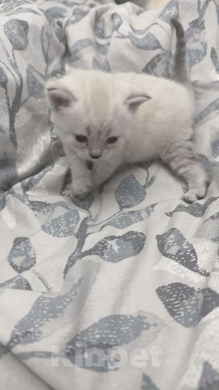 Кошки в Златоусте: Шотландский прямоухий  Девочка, 7 000 руб. - фото 3