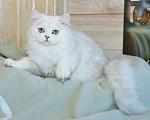 Кошки в Рыбинске: Британская длинношерстная серебристая шиншилла девочка Девочка, 25 000 руб. - фото 1