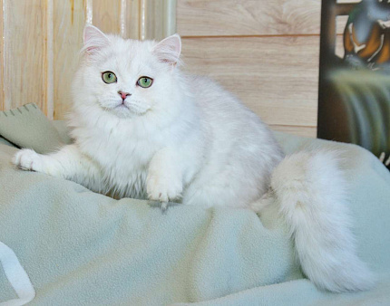 Британская длинношерстная серебристая шиншилла девочка
