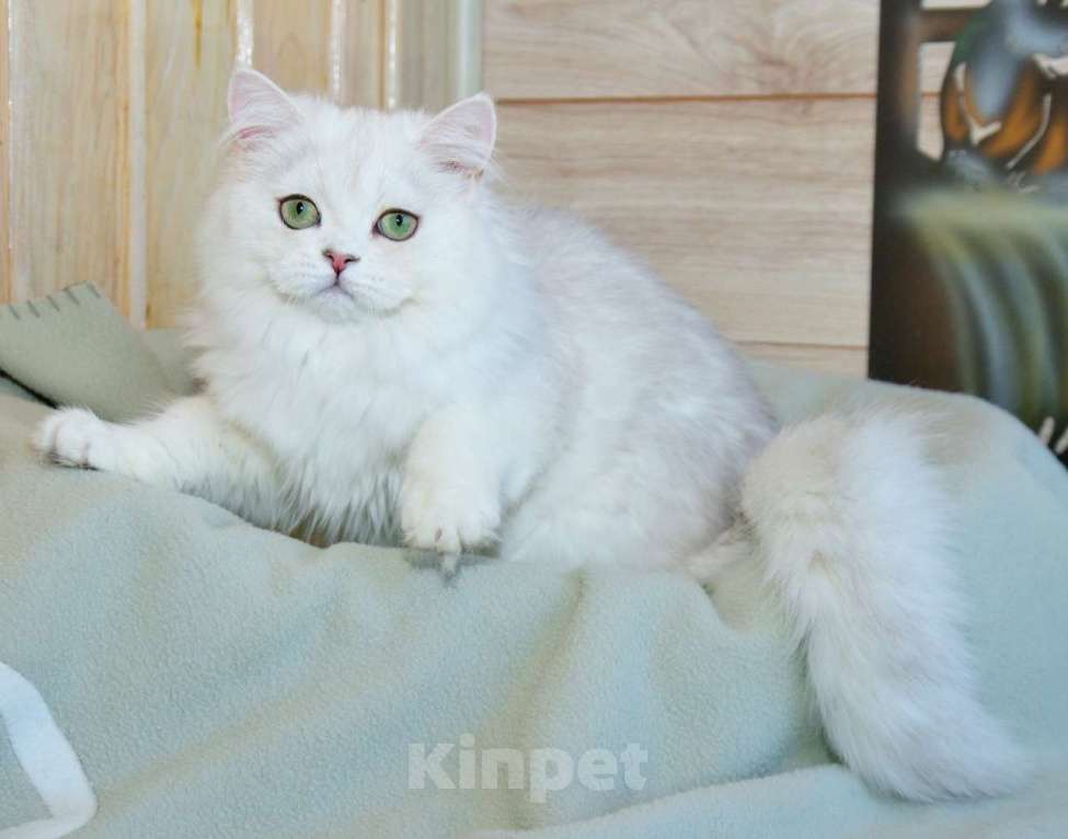 Кошки в Рыбинске: Британская длинношерстная серебристая шиншилла девочка Девочка, 25 000 руб. - фото 1