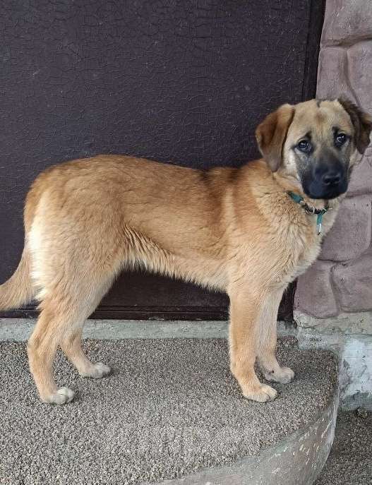 Собаки в других городах Московской области: Рада ищет дом! Девочка, Бесплатно - фото 1