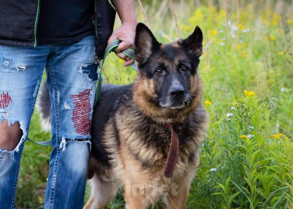 Собаки в Москве: Немецкая овчарка в добрые руки Мальчик, Бесплатно - фото 6