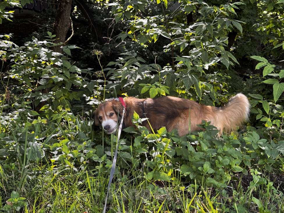 Собаки в Москве: Мальчик для вязки  Мальчик, Бесплатно - фото 10