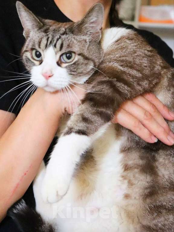 Кошки в Санкт-Петербурге: Кошечка Рикки в поисках дома Девочка, Бесплатно - фото 2