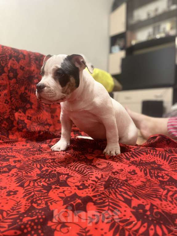 Собаки в Санкт-Петербурге: Щенок  Мальчик, 100 000 руб. - фото 2