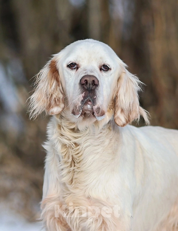 Собаки в Москве: Лео - конопатый ангел ищет семью  Мальчик, 1 000 руб. - фото 6