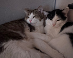Кошки в Казани: Отдам котиков в добрые руки 🐈🐈‍⬛ Мальчик, Бесплатно - фото 5