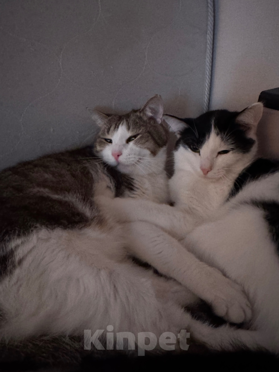 Кошки в Казани: Отдам котиков в добрые руки 🐈🐈‍⬛ Мальчик, Бесплатно - фото 5