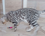 Кошки в Москве: Бенгальский мальчик серебро  Мальчик, Бесплатно - фото 5