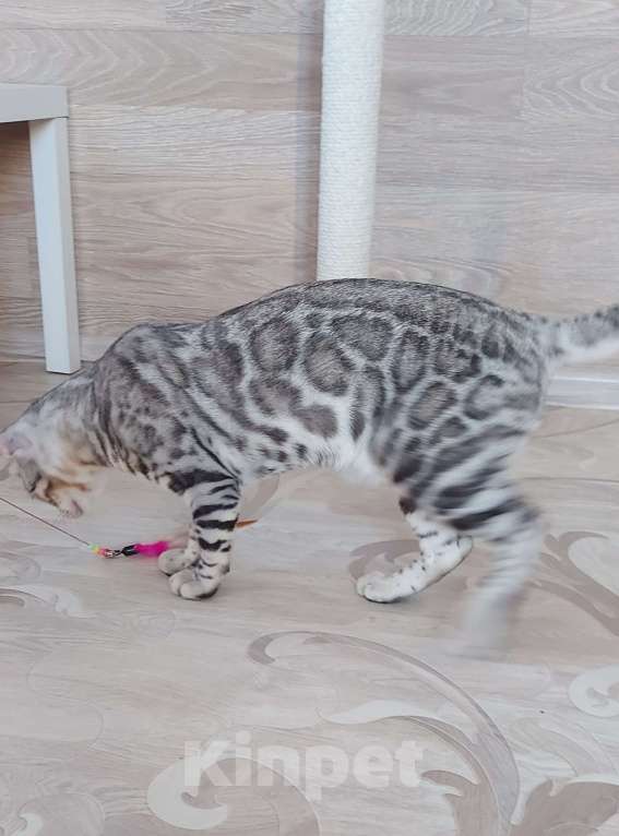 Кошки в Москве: Бенгальский мальчик серебро  Мальчик, Бесплатно - фото 5