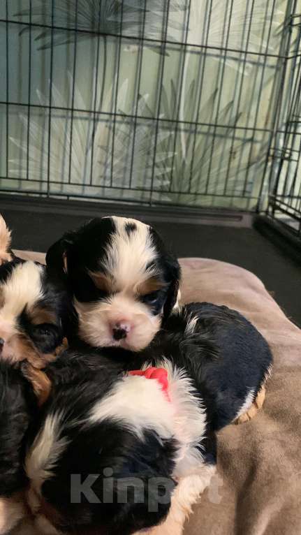 Собаки в Краснодаре: Девочки ККЧС ТРИКОЛОР Девочка, 70 000 руб. - фото 6