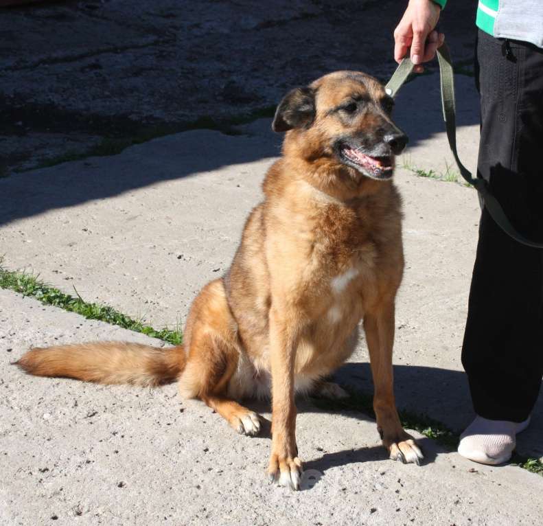 Собаки в Москве: Джульетте очень нужен дом и семья  Девочка, Бесплатно - фото 10