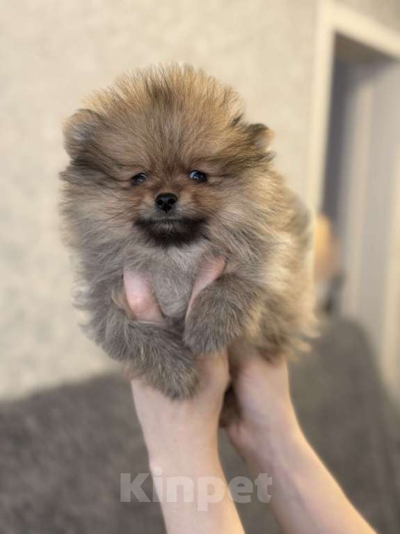 Собаки в Москве: Щенок померанский шпиц Девочка, 70 000 руб. - фото 1