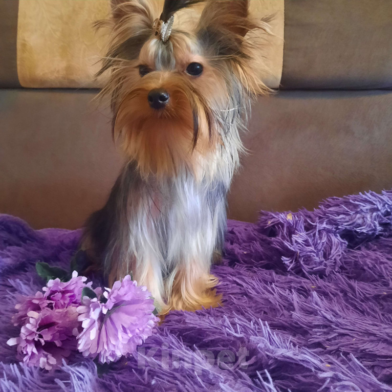 Собаки в Набережных Челнах: Пиксель Блек Стар с РКФ Мальчик, 70 000 руб. - фото 8