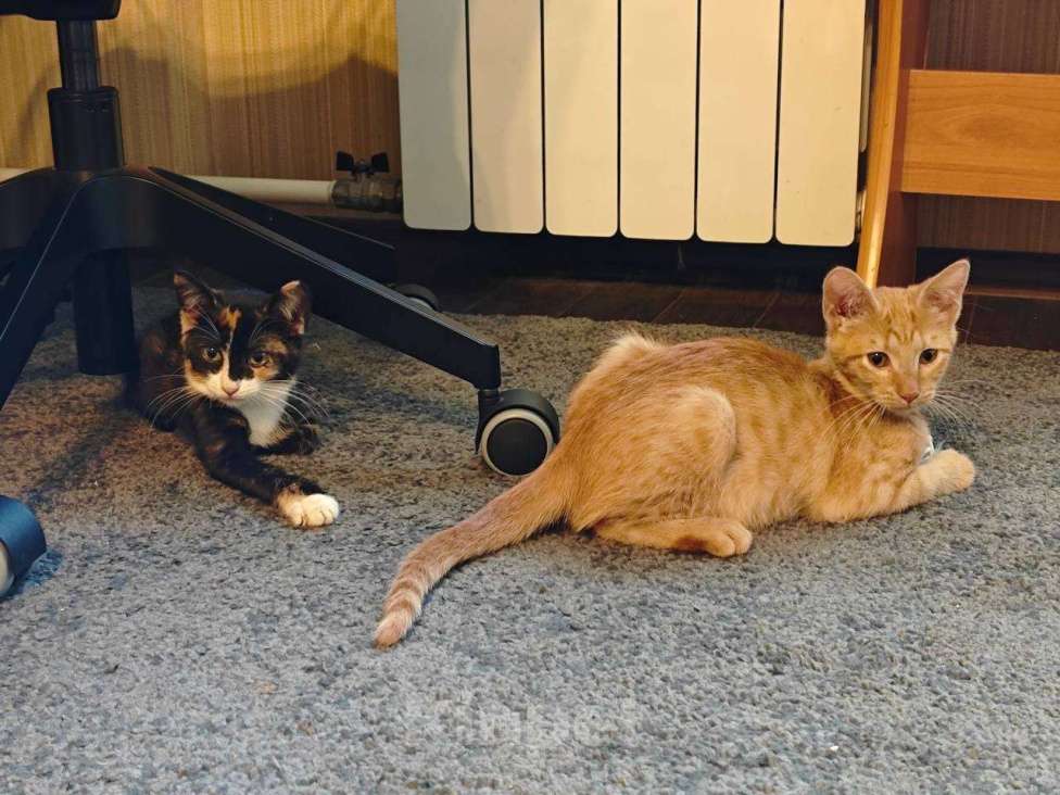 Кошки в Москве: Рыжик – в самые добрые руки    Мальчик, Бесплатно - фото 3