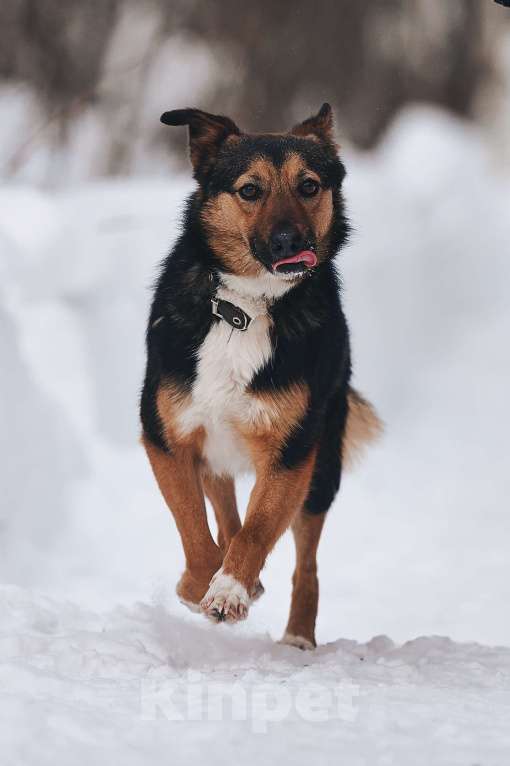 Собаки в Москве: Собачка малышка в добрые руки Девочка, Бесплатно - фото 3
