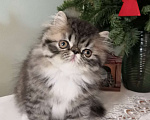 Кошки в Казани: котята - экзоты Мальчик, 30 000 руб. - фото 9