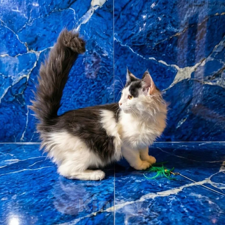 Кошки в других городах Московской области: Кошечка мейн кун в редком окрасе а02 Девочка, 40 000 руб. - фото 2