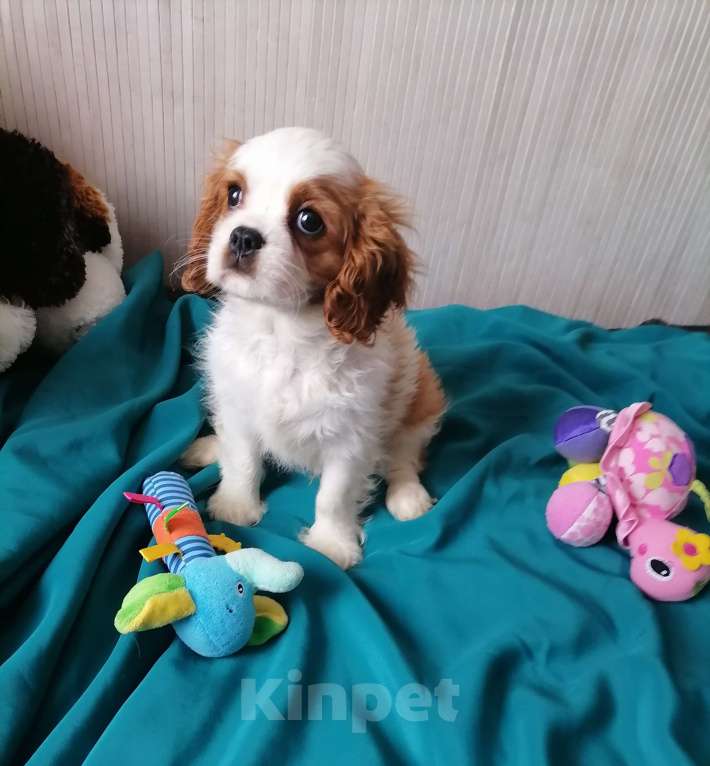 Собаки в Москве: Щеночки Кавалер Кинг Чарльз спаниель. Девочка, 120 000 руб. - фото 2