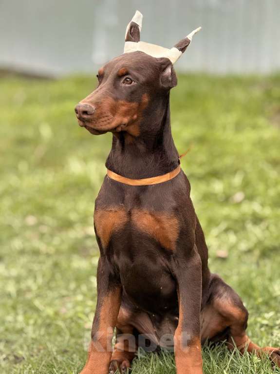 Собаки в Белгороде: щенок добермана Девочка, 80 000 руб. - фото 5