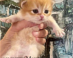 Кошки в Челябинске: Британский котенок шоколадное золото by12 Мальчик, 65 000 руб. - фото 2