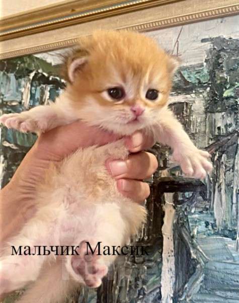 Кошки в Челябинске: Британский котенок шоколадное золото by12 Мальчик, 65 000 руб. - фото 2