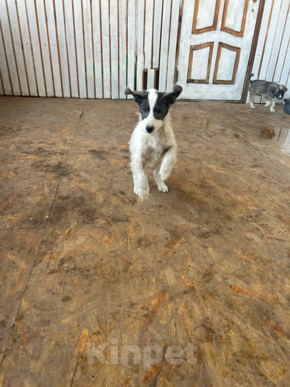 Собаки в Москве: Щенок-девочка в добрые руки! Девочка, Бесплатно - фото 5