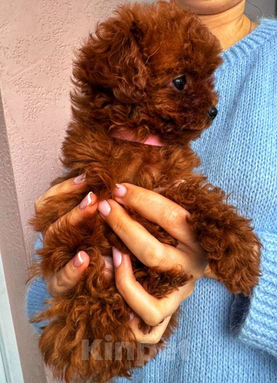 Собаки в Москве: Тикап тедди пудель Китай Девочка, 200 000 руб. - фото 3