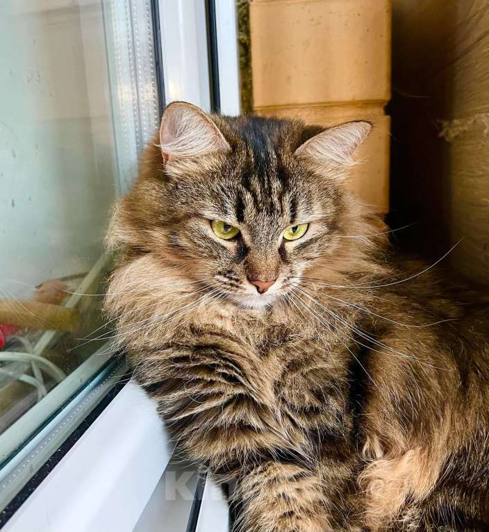 Кошки в Москве: Молодая пушистая кошечка Венди в добрые руки Девочка, Бесплатно - фото 3