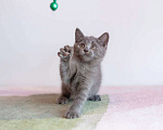 Кошки в Раменском: Кошачий ангел котенок Отти в добрые руки Мальчик, 1 руб. - фото 3