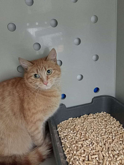 Кошечка в добрые руки