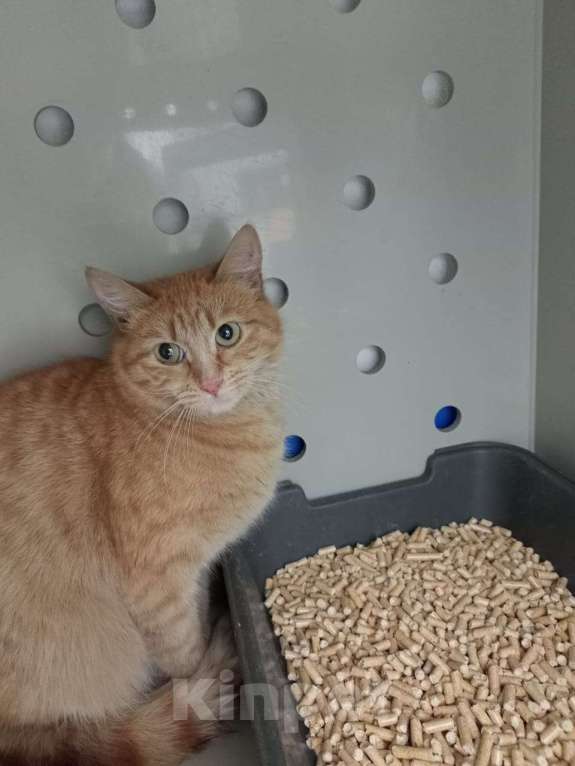 Кошки в Москве: Кошечка в добрые руки Девочка, Бесплатно - фото 1