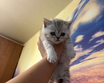 Кошки в Хабаровске: Шотландские пряухие котятки Девочка, 15 000 руб. - фото 2