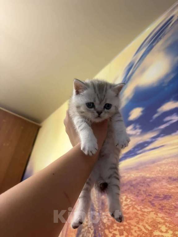 Кошки в Хабаровске: Шотландские пряухие котятки Девочка, 15 000 руб. - фото 2