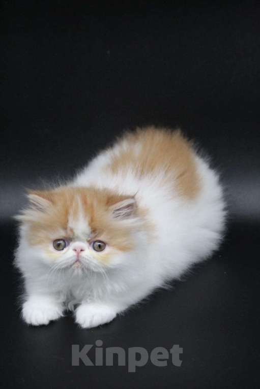 Кошки в Новокузнецке: Экзотические и персидские котята Девочка, Бесплатно - фото 8