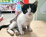 Кошки в Ишимбае: К сожалению, нужны добрые руки.. Котёнок-инвалид, девочка, с недержанием.  Перенесла 2 операции  Девочка, 1 руб. - фото 1