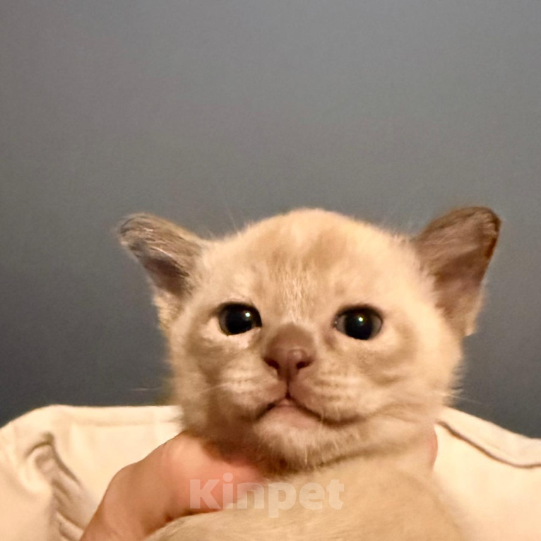 Кошки в Екатеринбурге: Котенок Девочка, 80 000 руб. - фото 1