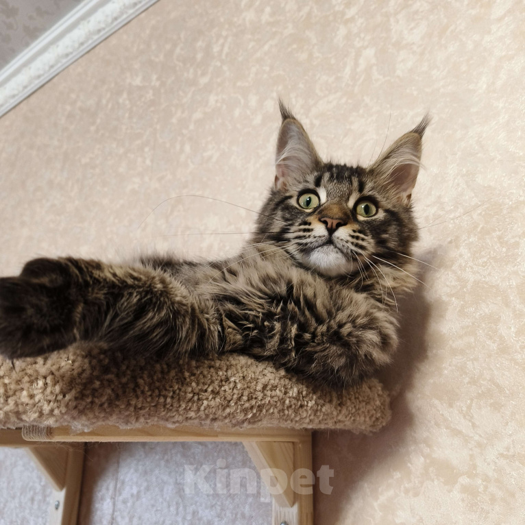Кошки в Москве: Котята Мейн-Кун из питомника Девочка Девочка, 37 000 руб. - фото 1