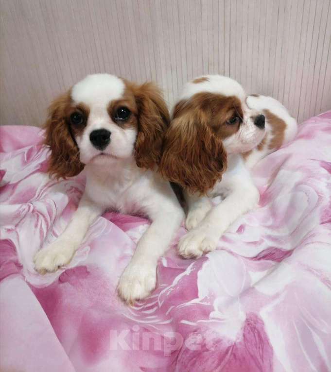 Собаки в Москве: Кавалер кинг Чарльз спаниель 5 мес Девочки. Девочка, 110 000 руб. - фото 2