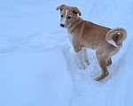 Собаки в Красногорске: щенок Каспер в добрые руки Мальчик, Бесплатно - фото 6