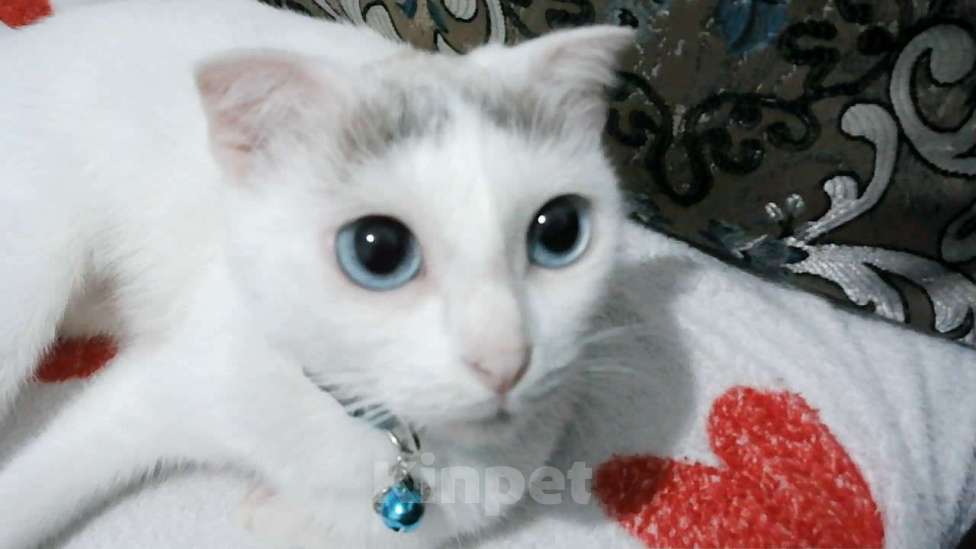 Кошки в Махачкале: Кошка в добрые руки Девочка, Бесплатно - фото 1