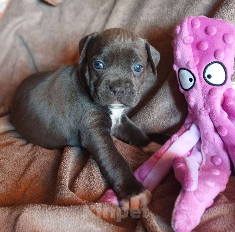 Собаки в Самаре: Мощные щенки амстаффа Девочка, 80 000 руб. - фото 7