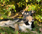 Собаки в Клине: Ласковый Робин в дар Мальчик, Бесплатно - фото 2